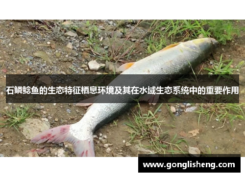 石鳞鲶鱼的生态特征栖息环境及其在水域生态系统中的重要作用